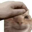yaycat_pet