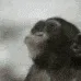 monkeydance monkeydance