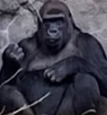 monke