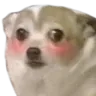 doggoshy