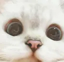 kitty_stare