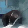 otterjam
