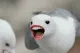 someguy