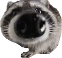 TrashPandaSniff Discord Emoji
