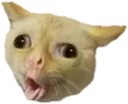 catOK