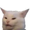 Catconfused