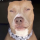 VarunAndMakimasDog_TO Discord emoji
