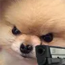 doggogun