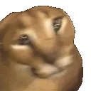 FloppaShake FloppaShake