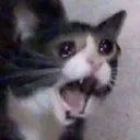 waa