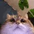 LurkCat