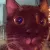 StareCat