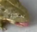 frogpain2