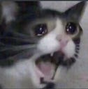 sad_cat_scream Discord emoji