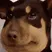 chubbyDog