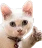 642635968528121857