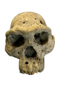 skull Discord emoji