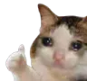 CatSadThanks