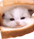 ShachiSamich