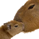 :Kissybara: