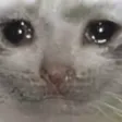 SadCat SadCat