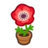 windflower