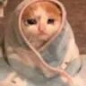 sadcat sadcat