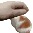 catpat3