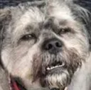 WutDog WutDog