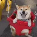swing