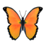 b_orange__butterfly Discord emoji