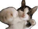 catpunch Discord emoji