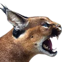 savageflop savageflop