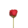 roseheart