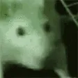 ratJAM ratJAM