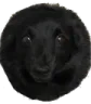 dogball