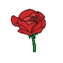 roseblooming