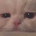 sadcat sadcat