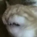 crycat