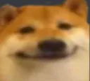 doge doge