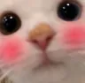 catBlush