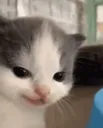 hehehe hehehe