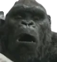 Kong_Scared Discord Emoji