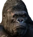 Kong_Baffled