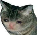 nicesadlookingcat