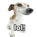 doglol Discord Emoji