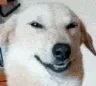 dokek