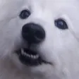 tdogDog