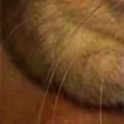 tdogRat3