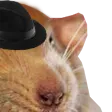 tdogRat2